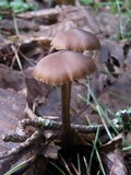 Entoloma hebes image