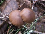 Entoloma hebes image