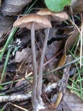 Entoloma hebes image