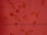 Conocybe rugosa image