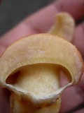 Suillus caerulescens image