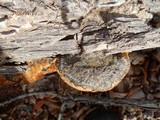 Coriolopsis gallica image