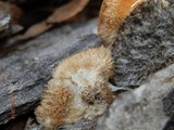 Coriolopsis gallica image