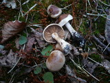 Hebeloma anthracophilum image