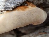 Coriolopsis gallica image