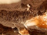 Coriolopsis gallica image
