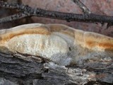Coriolopsis gallica image