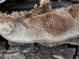 Coriolopsis gallica image