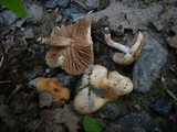 Hebeloma pallidoluctuosum image