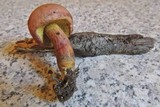 Boletus armeniacus image