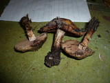 Hebeloma populinum image