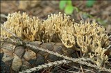 Ramaria abietina image