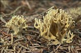 Ramaria abietina image