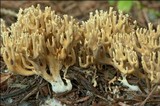 Ramaria abietina image