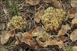 Ramaria abietina image