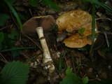 Hebeloma radicosum image
