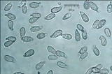 Ramaria abietina image