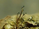 Claussenomyces olivaceus image