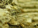 Claussenomyces olivaceus image