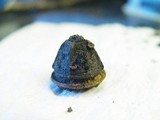 Nitschkia broomeana image
