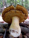 Xanthoconium affine image