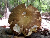 Xanthoconium affine image