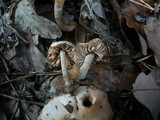 Hebeloma sacchariolens image