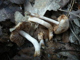 Hebeloma sacchariolens image