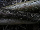 Helminthosporium velutinum image