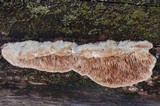 Trametes trogii image