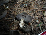 Helvella solitaria image