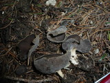 Helvella solitaria image