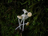 Hemimycena pseudolactea image