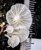 Hemimycena candida image