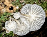 Hemimycena candida image