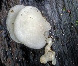 Favolaschia pustulosa image