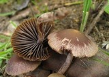 Psathyrella bipellis image