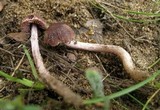 Psathyrella bipellis image