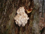 Hericium alpestre image