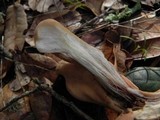 Clavariadelphus caespitosus image