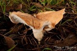 Bjerkandera fumosa image