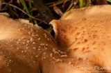 Bjerkandera fumosa image