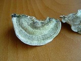 Cerrena unicolor image