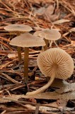 Entoloma cetratum image