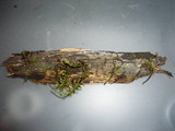 Stypella dubia image