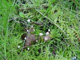 Collybia cirrhata image