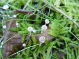 Collybia cirrhata image