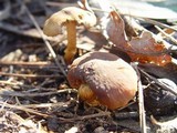 Descolea maculata image