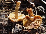Descolea maculata image