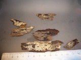Stypella dubia image